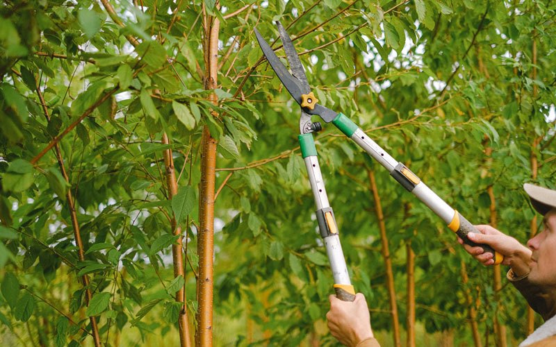 Tree trimming in Gold Hill, OR